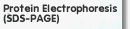 Protein Electrophoresis (SDS-PAGE)