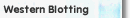 Western Blotting