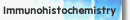 Immunohistochemistry